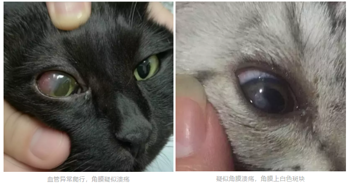 猫咪突然一只眼睛发红睁不开?警惕角膜炎5种常见症状 - 知乎