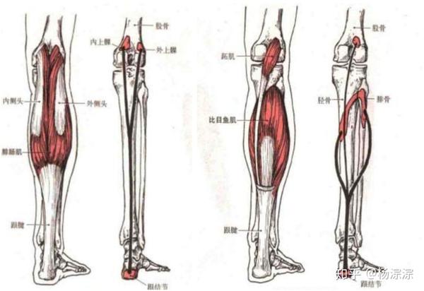 静态拉伸(四)——小腿后侧肌肉拉伸