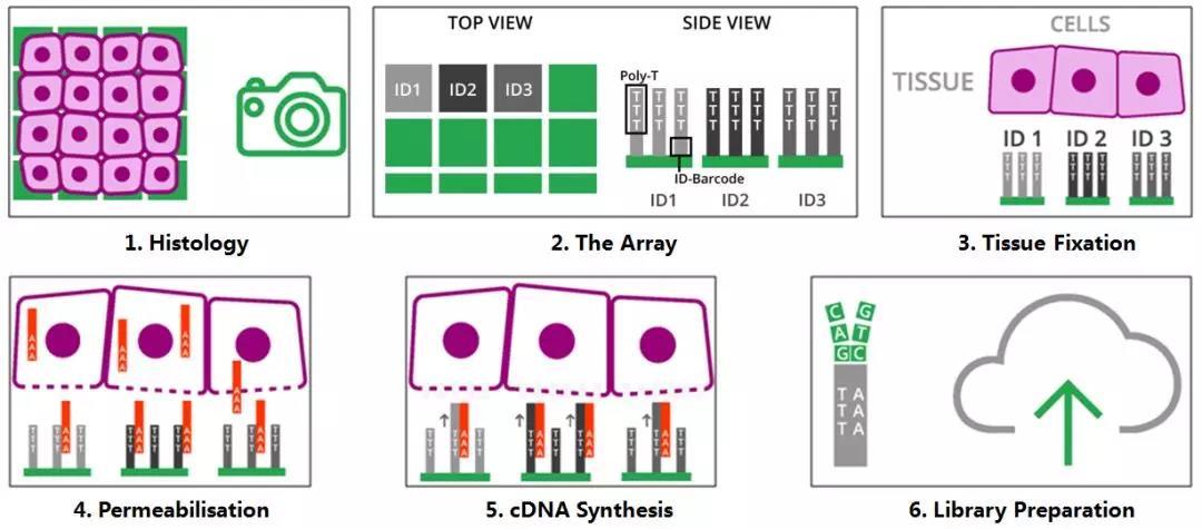 探索基因表达的空间信息 —— 空间转录组学(Spatial Transcriptomics) - 知乎