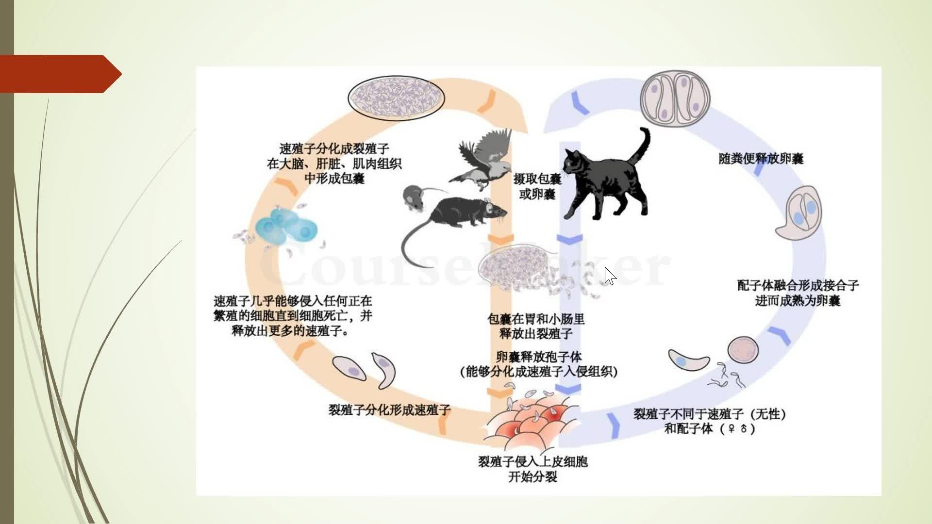 猫咪弓形虫的临床表现、诊断、治疗和预防 - 知乎