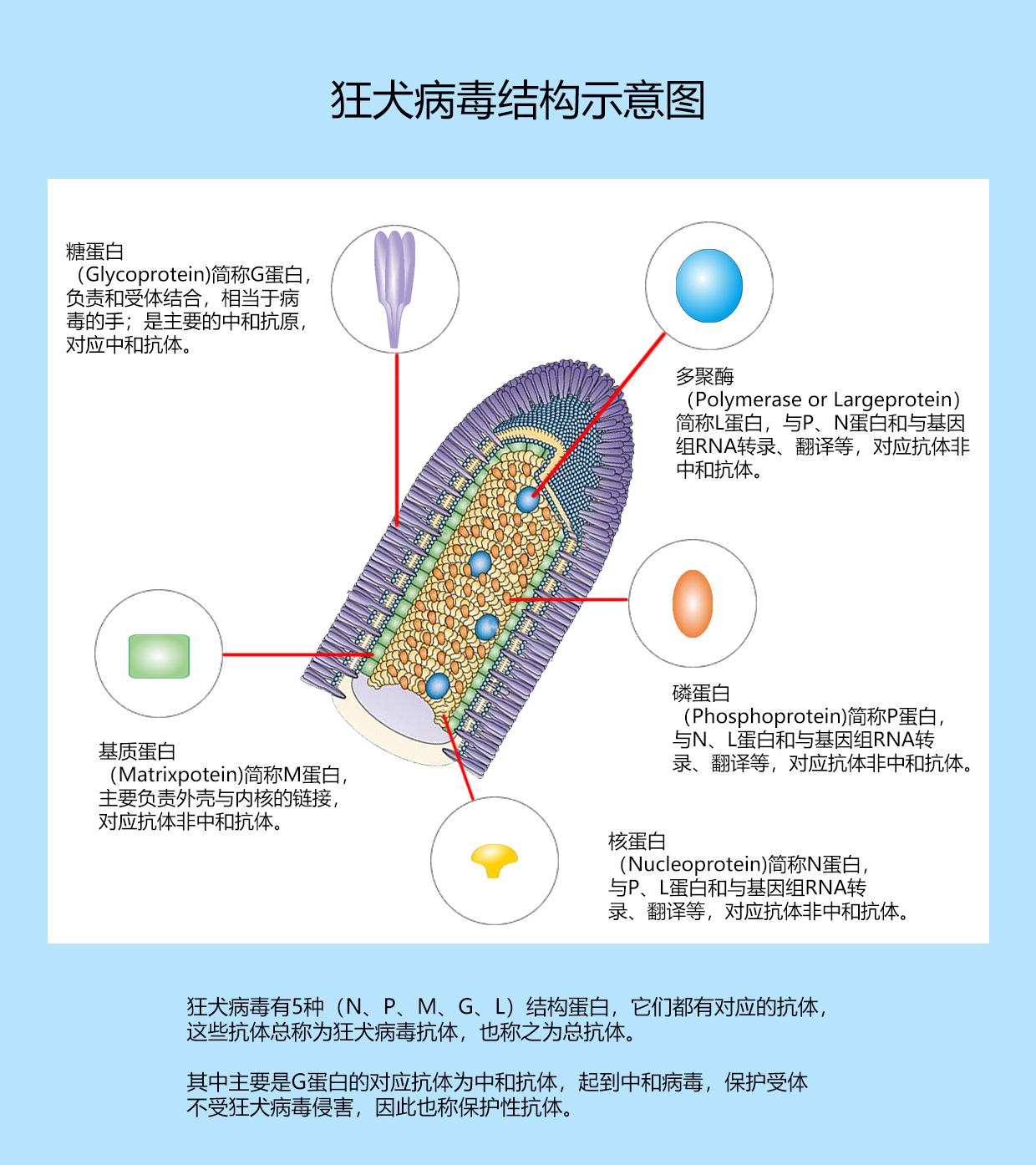 什么是狂犬病毒?