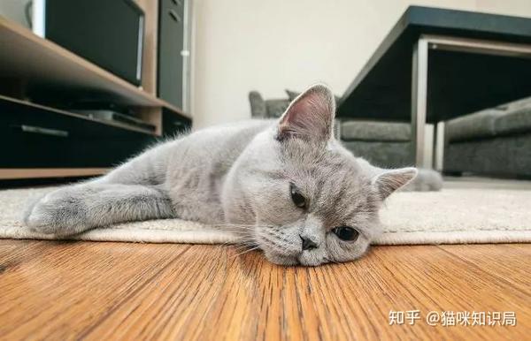 猫也会得抑郁症,别让你的猫咪经历这些