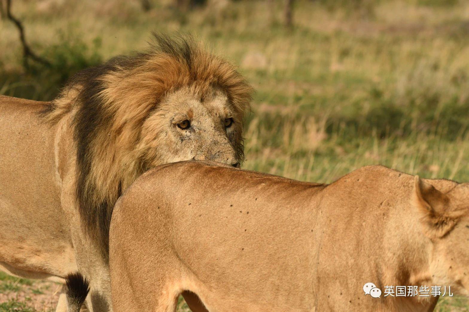 顾家的狮王：疤臀，保护狮群被马蹄吧雄狮打伤，伤重而孤独地死去_保卫者