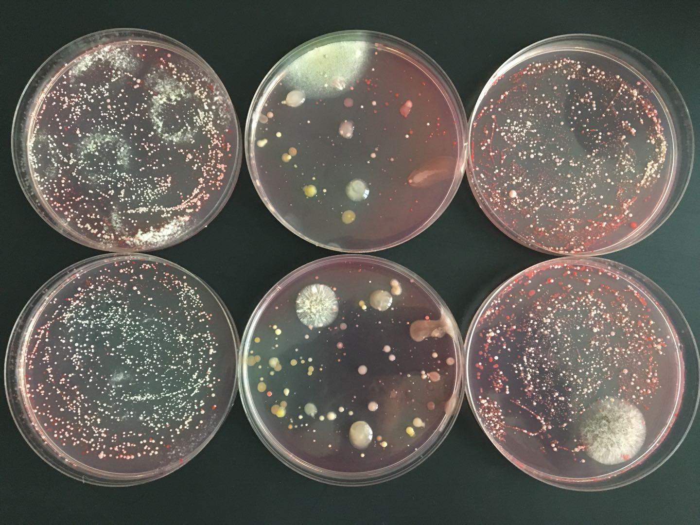 健康科普：人体正常菌群的分布_细菌