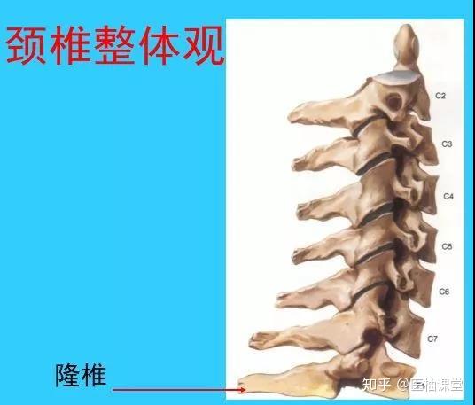 很实用!脊椎解剖图解! - 知乎