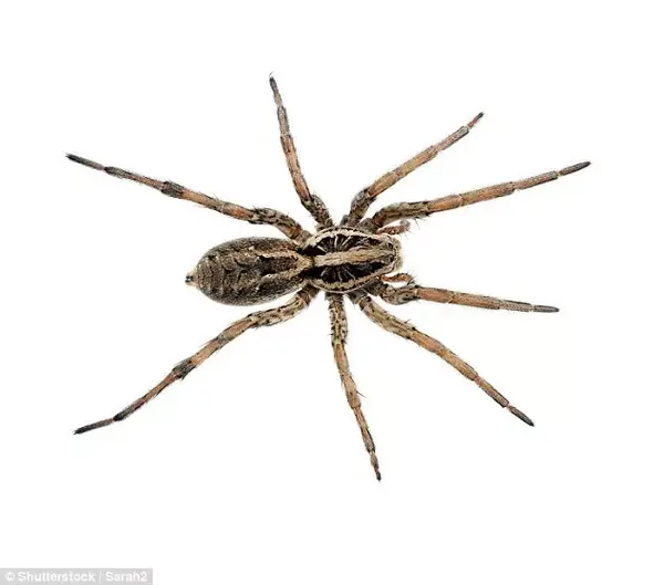 澳大利亚家里常见蜘蛛图片