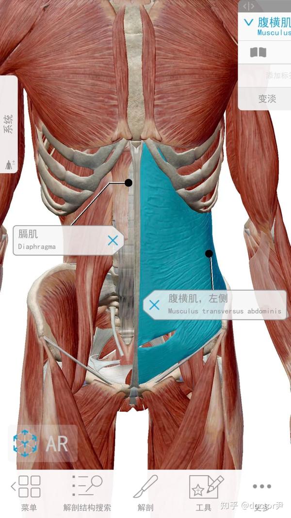 頸椎病腰椎間盤突出踝關節扭傷體態矯正激活膈肌主導腹式呼吸肌肉聯動