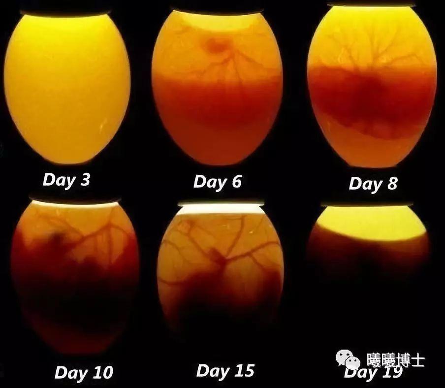 鸡蛋孵化过程照蛋图图片