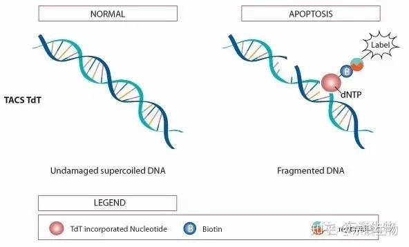 做实验 | TUNEL法检测细胞凋亡，高手带你进阶 - 知乎