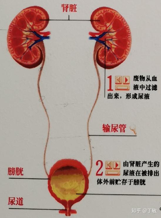 肾挛缩图片