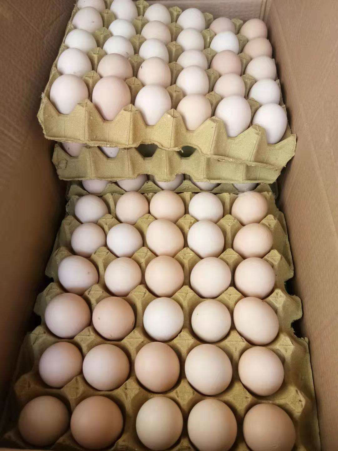 鸡蛋包装 鲜鸡蛋礼盒平面展开图设计图__包装设计_广告设计_设计图库_昵图网nipic.com