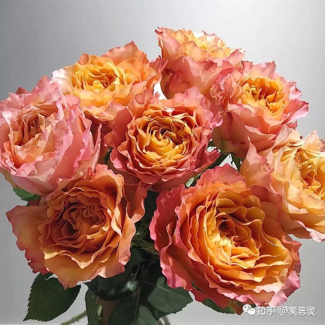 卡布奇洛玫瑰 | 自带温柔气息的玫瑰品种，咖啡的颜色，牛奶的质地，复古却不失气质的柔美 - 知乎