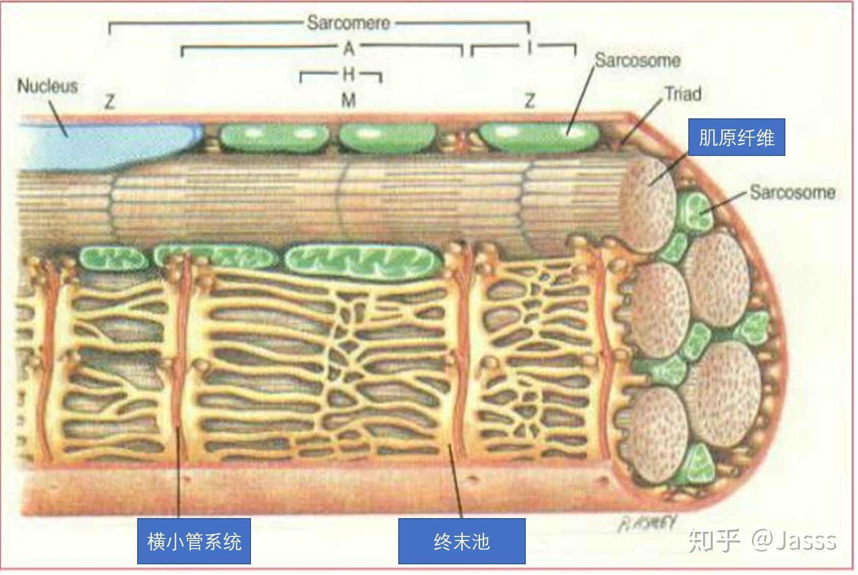 1.1 骨骼肌系统 (2) - 骨骼肌 宏微观结构 - 知乎