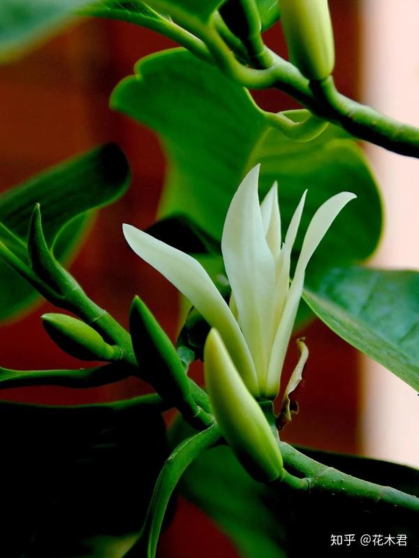 公众号:易花得木(yihuademu)(服务号)宜花得木(yihua-demu)(阅读号)