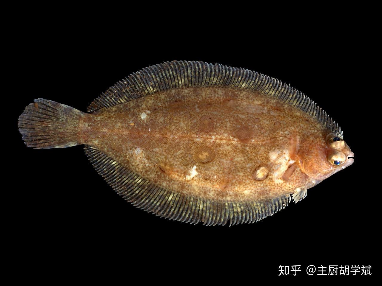 1067：鲽鱼？比目鱼？龙利鱼？都是什么鱼？有什么区别？ 知乎