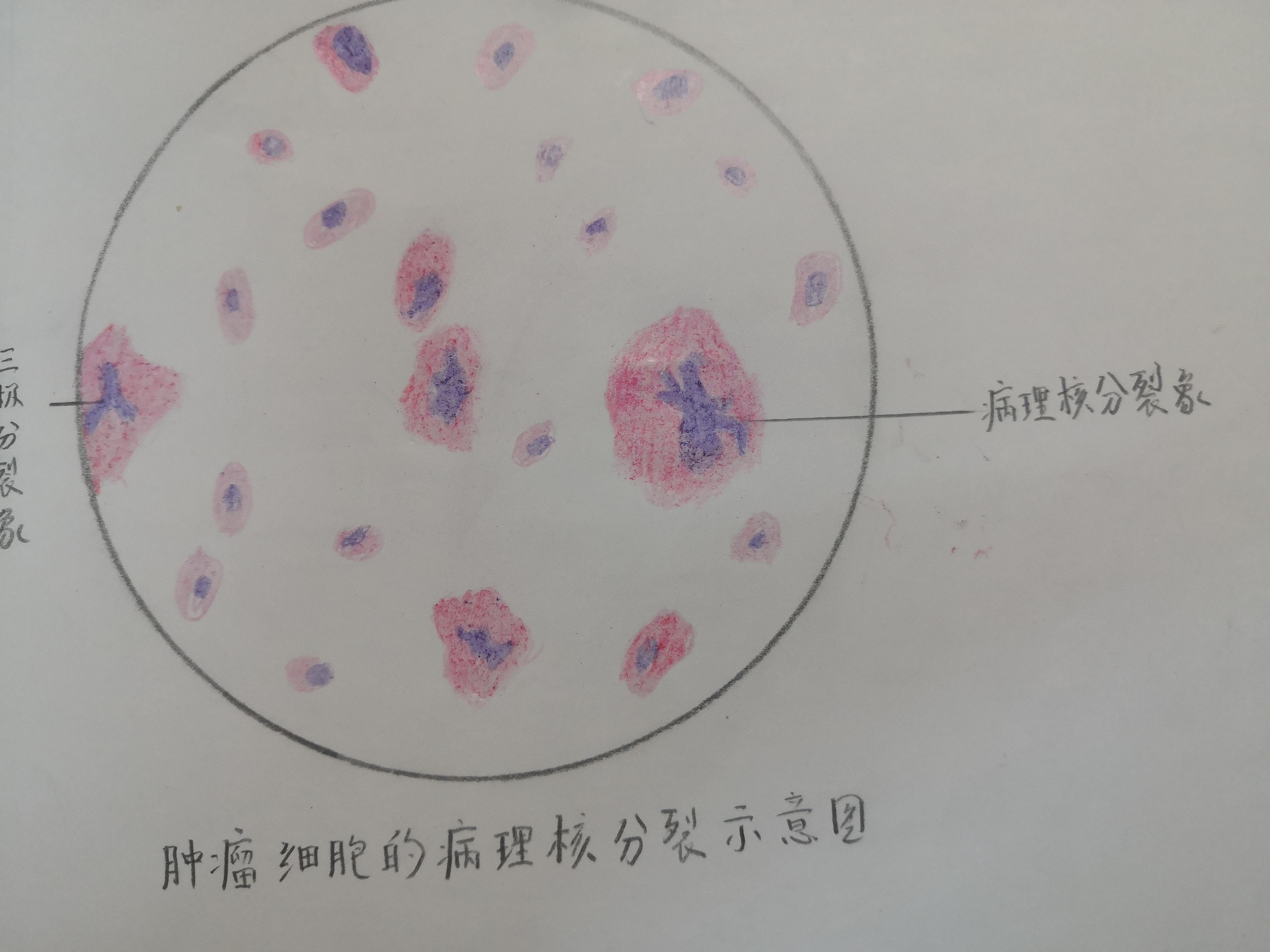 病理学实验图 - 知乎