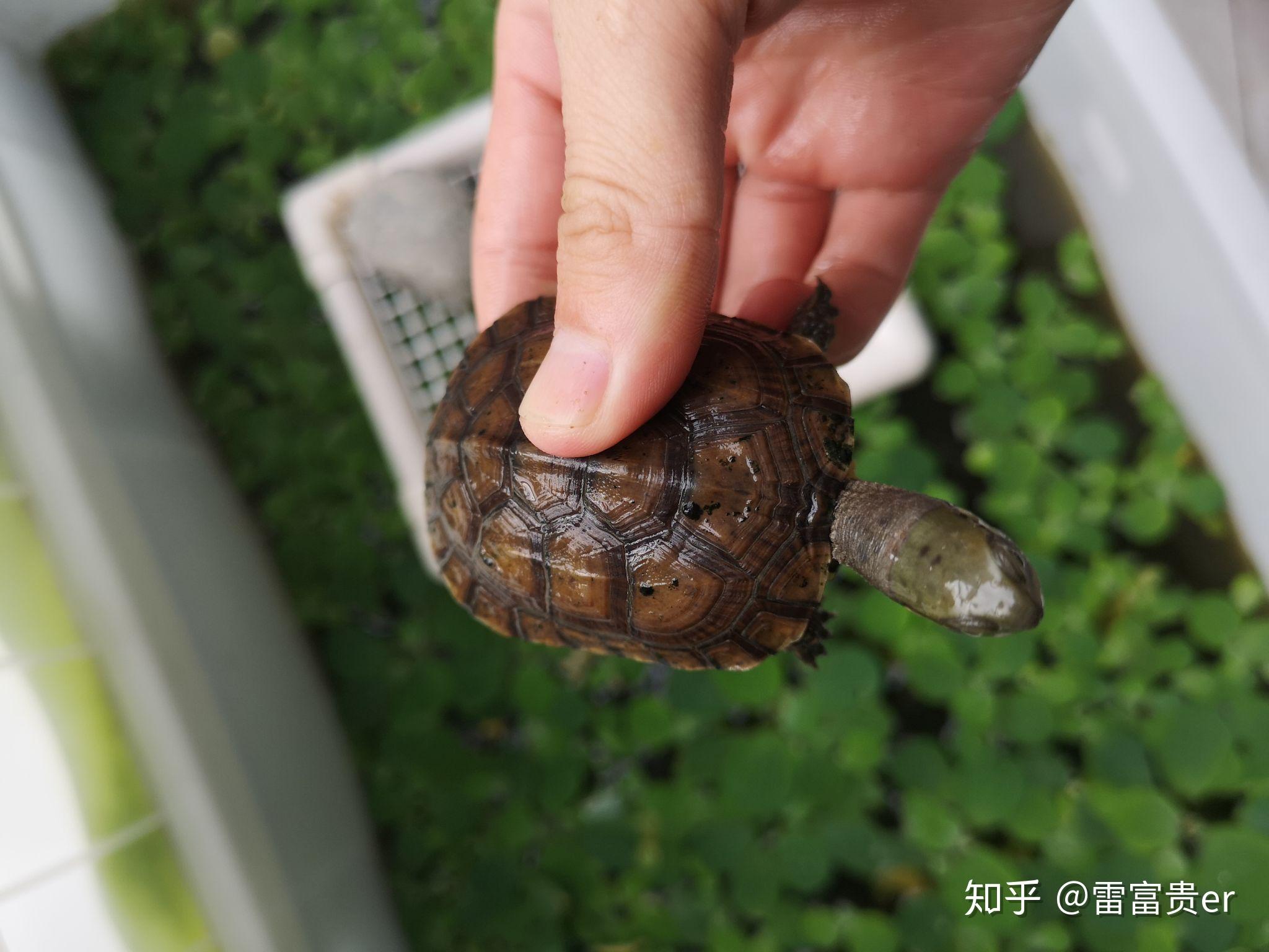 水龟饲养指南 - 知乎