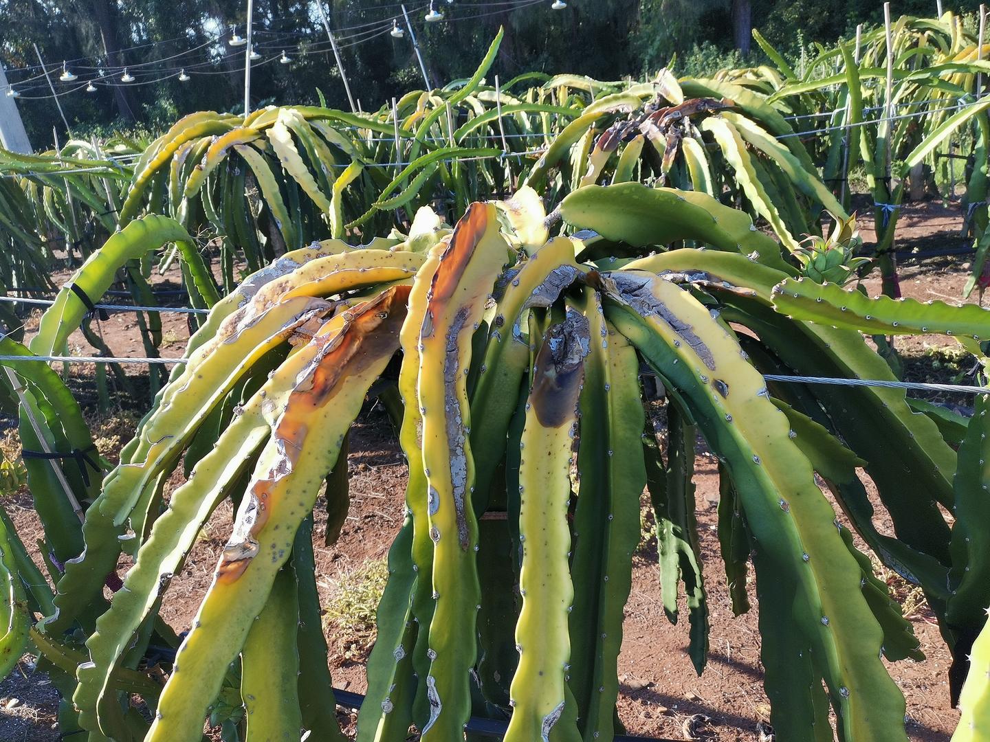 火龙果种植过程中经常会遇到病害,除了常见的软腐病,溃疡病,炭疽病等