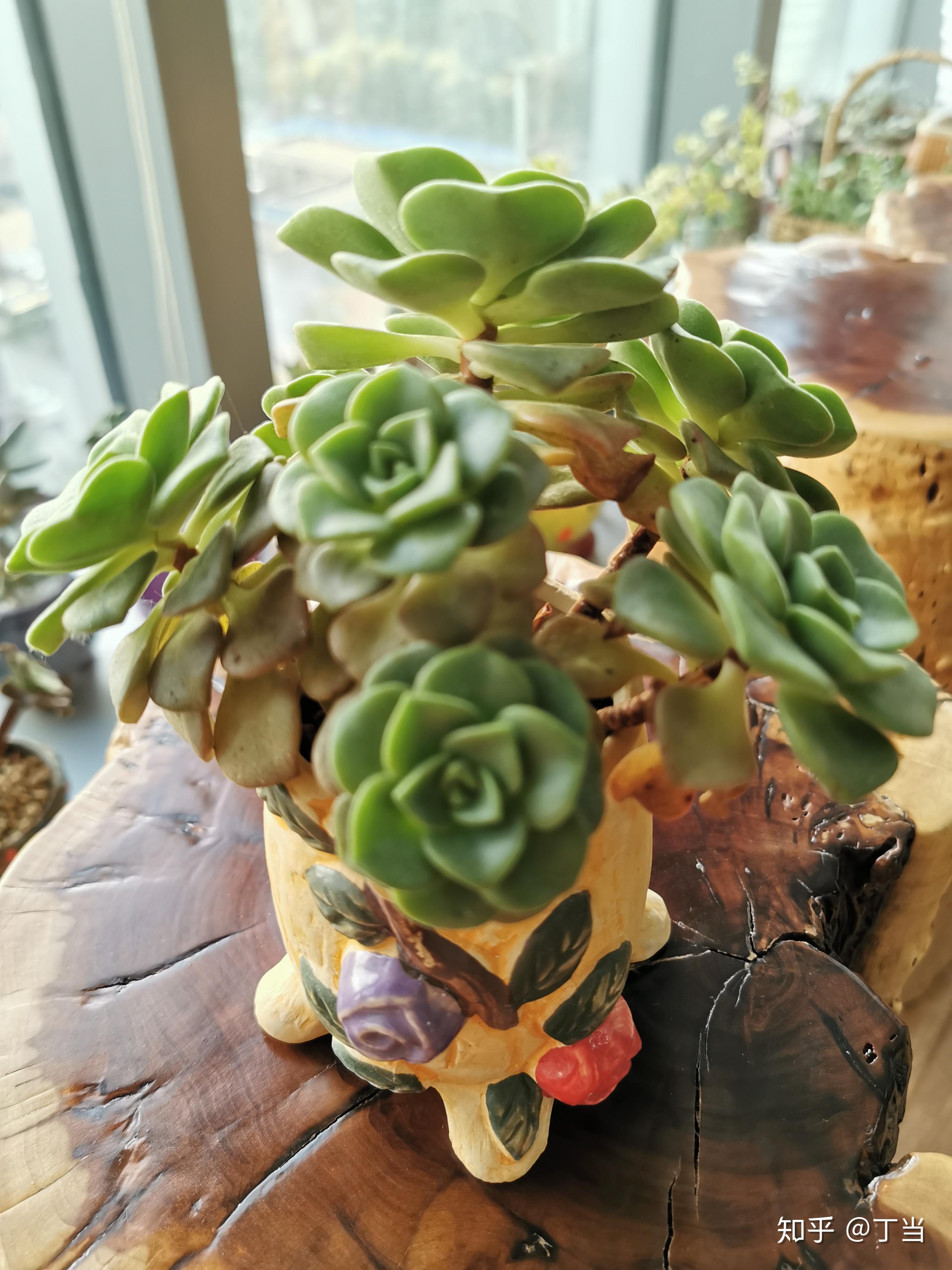 百合莉莉多肉植物养护方法