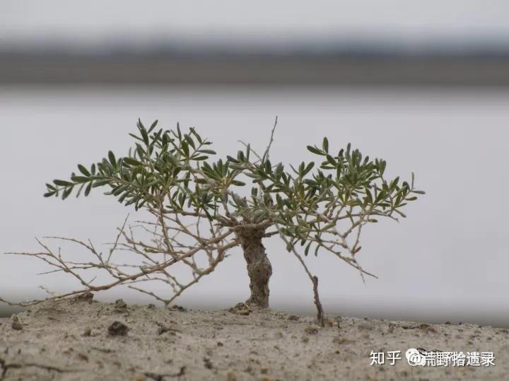 超旱生白刺属植物 - 知乎