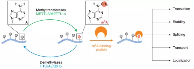 近期大热的RNA修饰m6A研究，竟然只需三步！ - 知乎