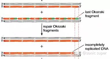 端粒与端粒酶1：如何让生命时钟维持平衡？ - 知乎