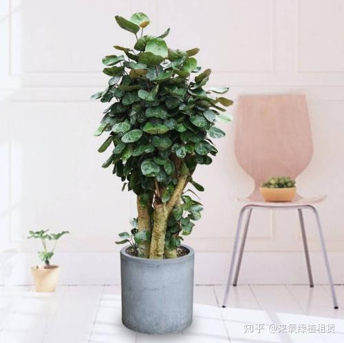 来氧绿植养护金钱兜