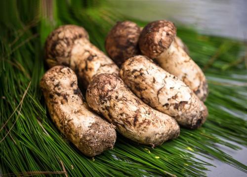 松茸菌的功效与作用及食用方法