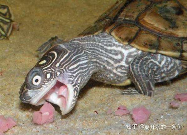 龟吃什么？3分钟教你学会如何给龟喂食 - 知乎