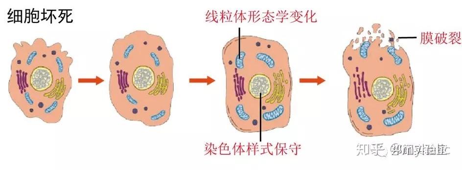 如何用流式检测细胞凋亡 - 知乎