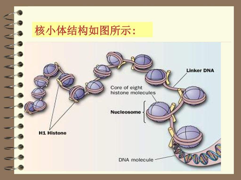 复习：生化——核酸（1） 知乎 
