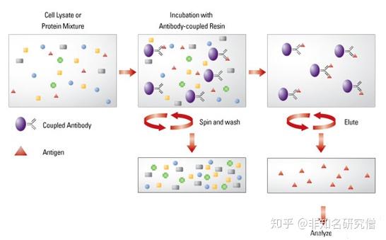 简要区分emsa染色质免疫共沉淀免疫共沉淀免疫沉淀pulldown实验