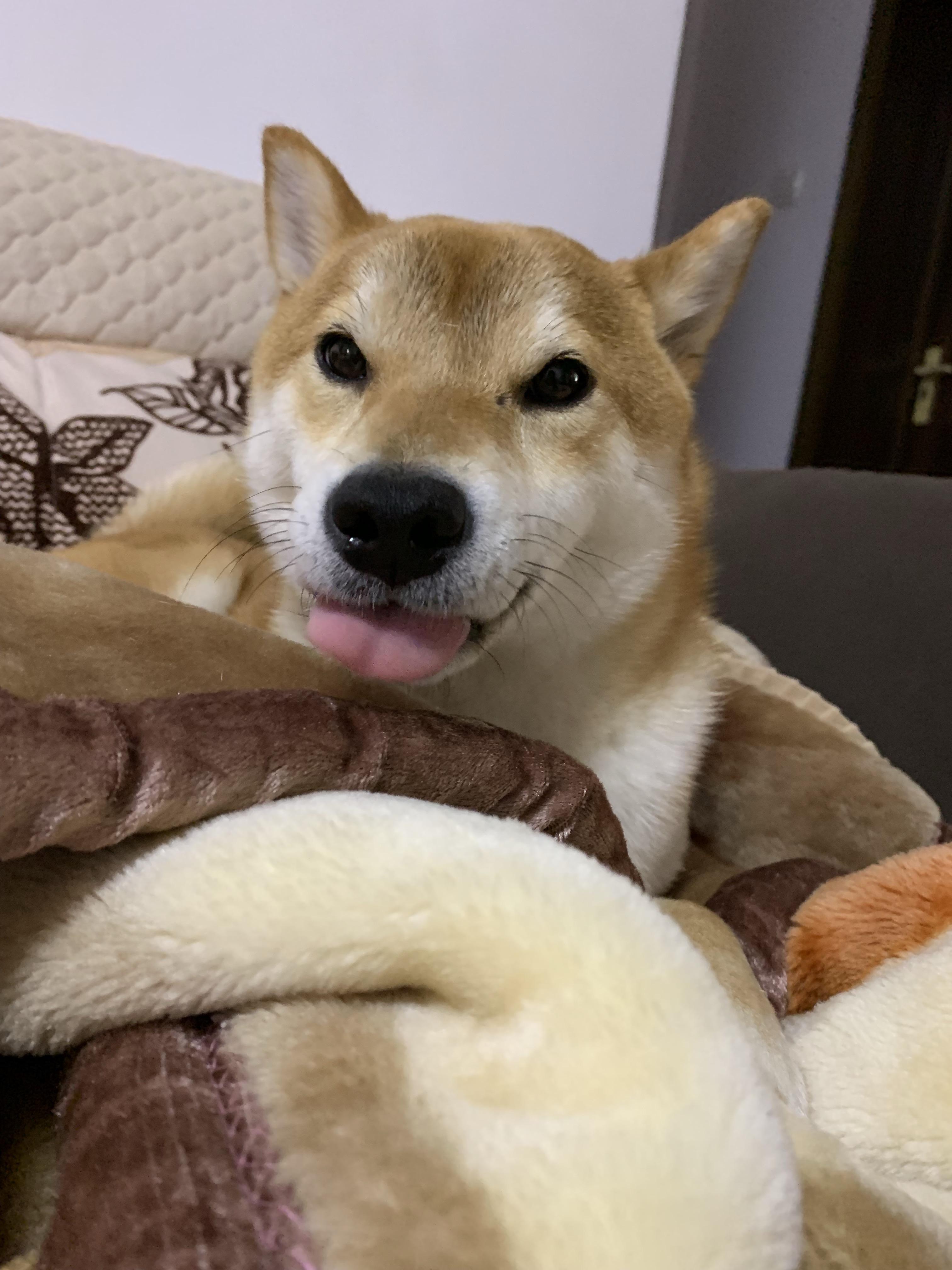 一岁的柴犬还是长得像狐狸,是不是被骗了? 知乎