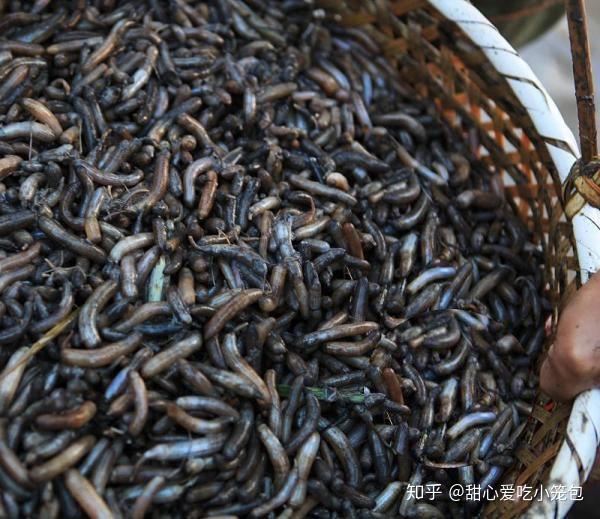 福建的土笋冻,真勇士才不管它是虫还是笋呢! - 知乎