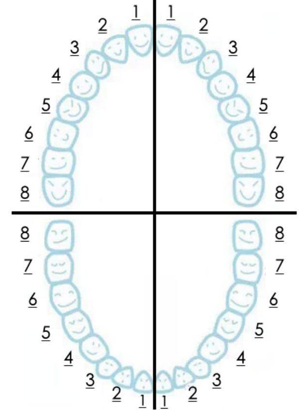 牙齿1234分区图谱图片