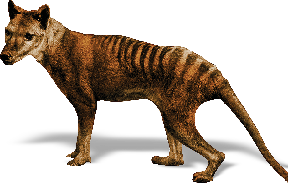 澳洲最大食肉兽却团灭于英国人枪口之下