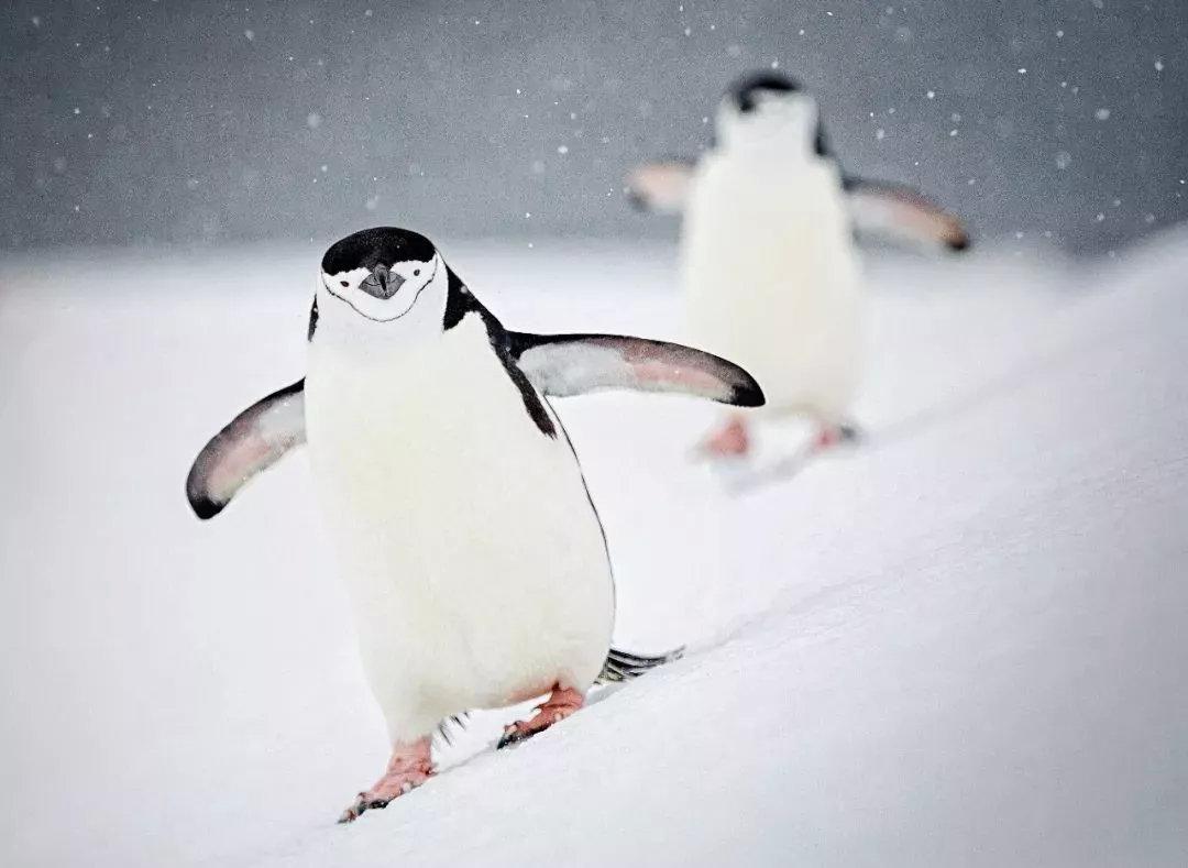 茫茫雪地上的一只企鹅43721_动物合集_动物类_图库壁纸_68Design