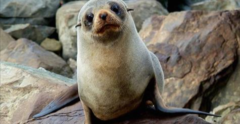 最可爱的生灵,却遭遇人类最残酷的虐待,三渔民直播虐杀小海豹 - 知乎