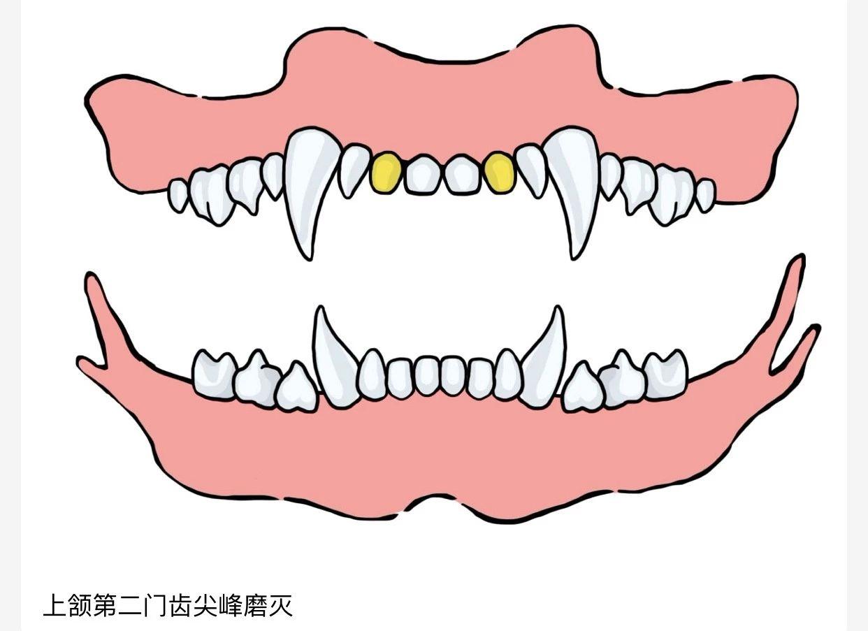 如何判断宠物的年龄？ - 知乎
