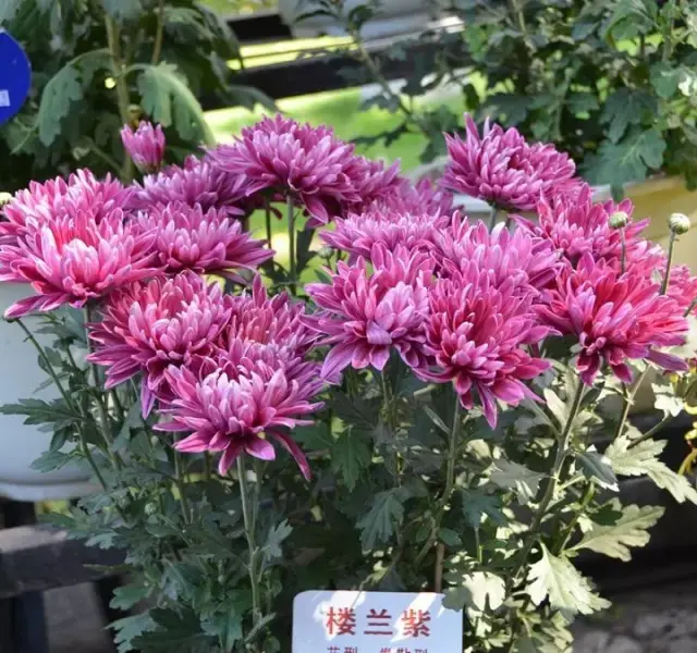 菊花的鉴赏与养护管理 - 知乎
