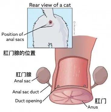 猫怎么挤肛门腺图解图片