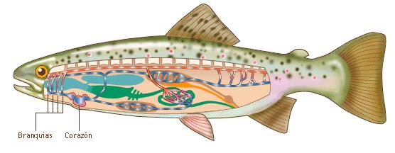 is different 半索动物门(hemichordata) 血液循环属于开管式 ,由血管