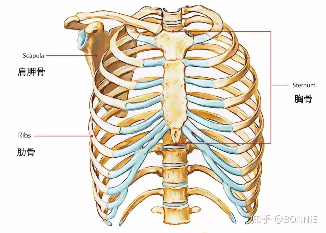 图2-30 胸骨和肋骨-临床解剖学-医学