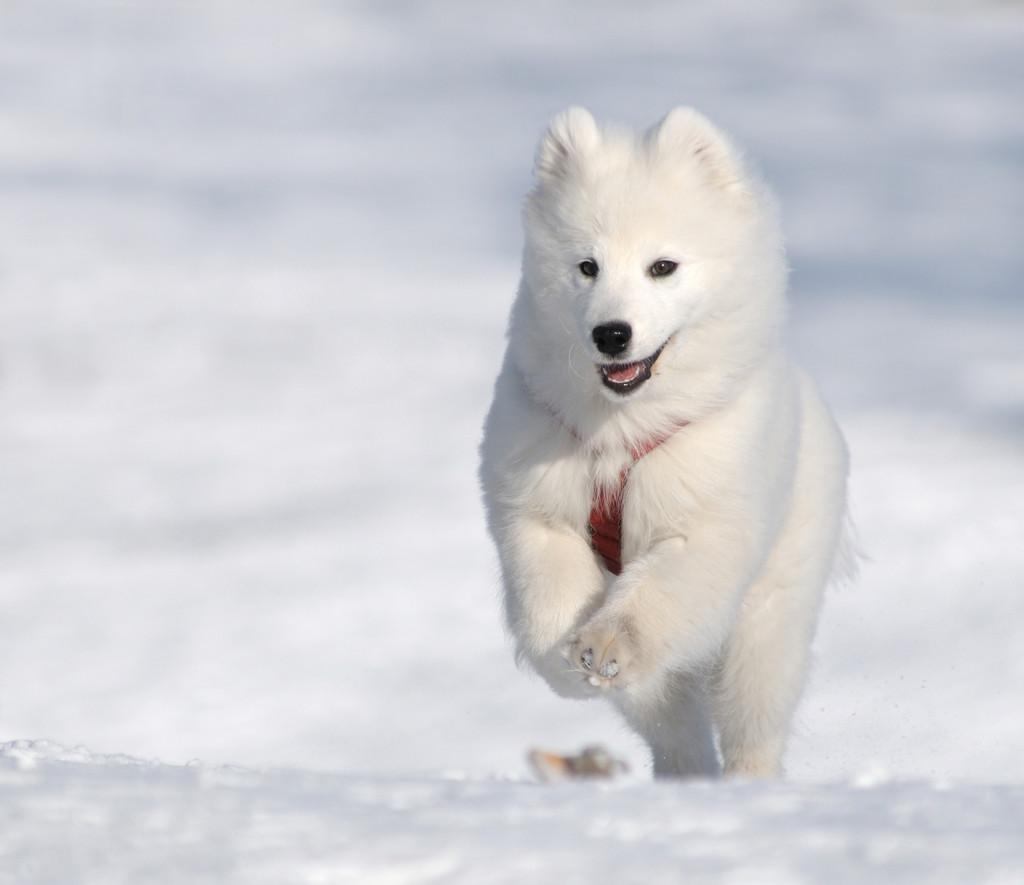 萌宠百科傻白甜的萨摩耶犬samoyed