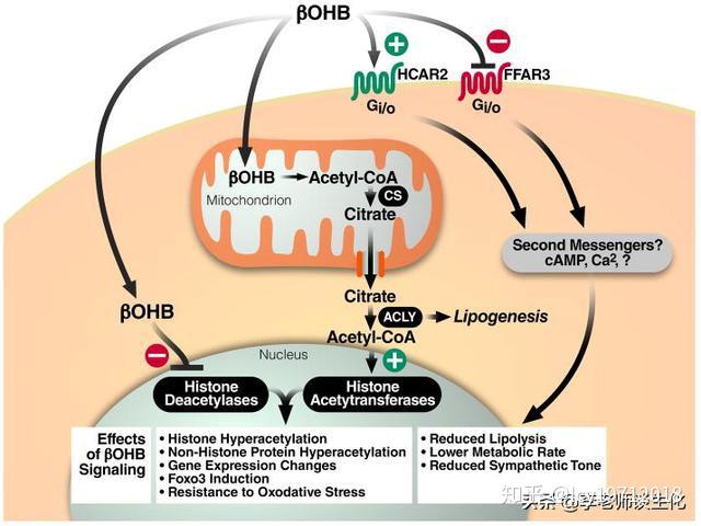 酮体代谢及酮体的多种生理功能 知乎