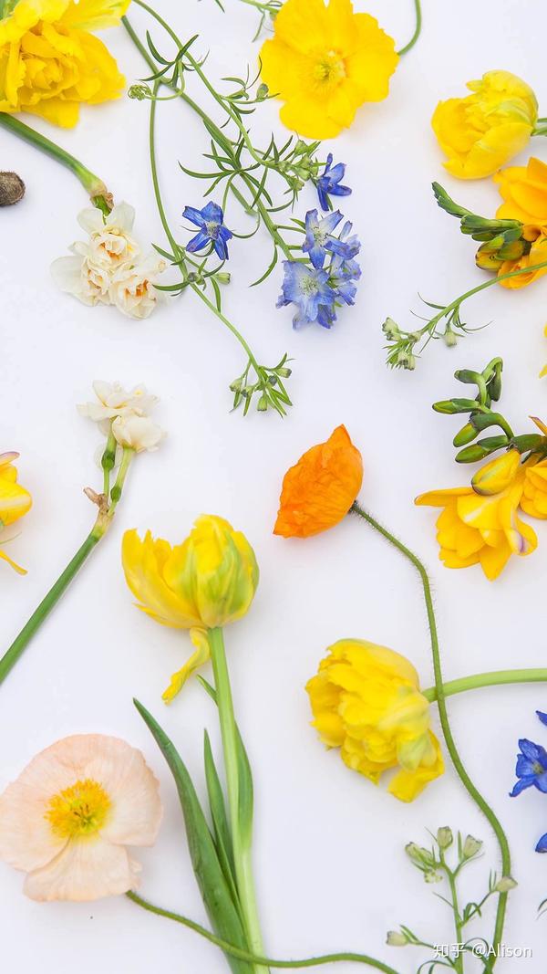 干净有逼格的手机壁纸(花花草草篇)