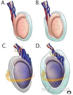 睾丸多大实物参照图片