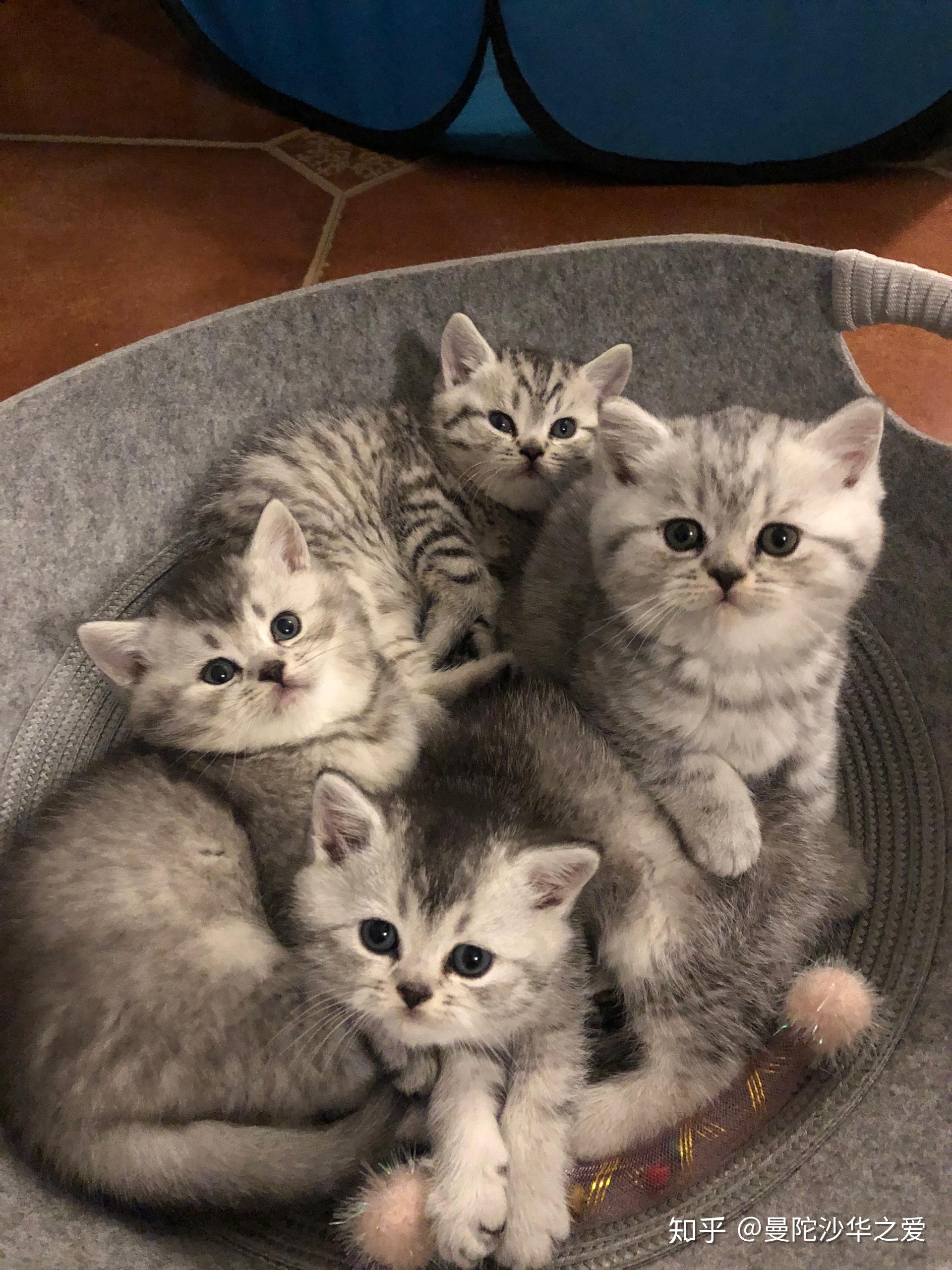 英短银渐层和蓝猫的孩子长什么样？ - 知乎