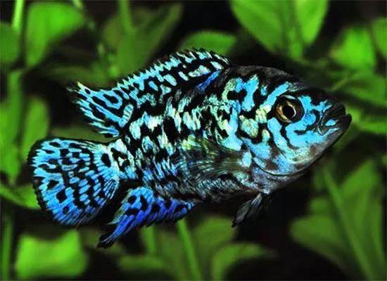 阿根廷鱼友繁育珍珠豹意外获得改良品种这光泽真漂亮