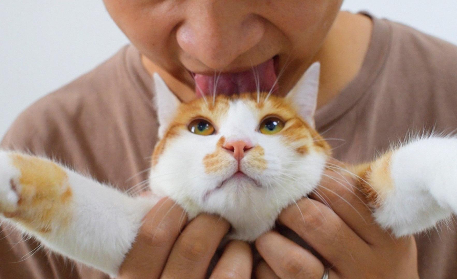 很喜欢舔人的猫,太可爱了